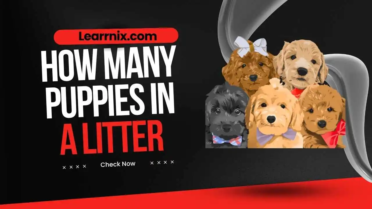 how-many-puppies-in-a-litter